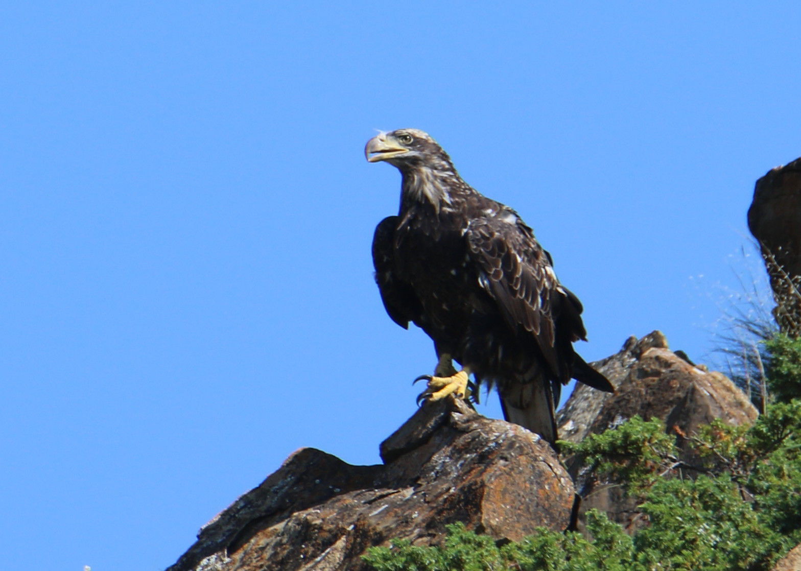 A Young Bald Eagle